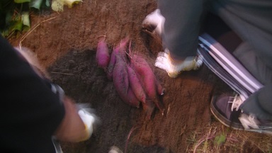 収穫したさつまいも